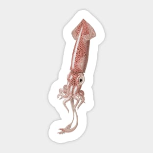 Boreal Squid Sticker